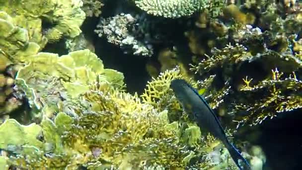 Peixes listrados (Sohal Surgeonfish) nadam sobre recifes de corais em câmera lenta — Vídeo de Stock