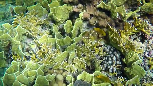 Incredibilmente bella barriera corallina con pesci Close up in slow motion — Video Stock