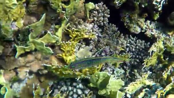 Όμορφη ριγέ ψάρι κολυμπάει μέσω ενός κοραλλιογενούς υφάλου σε αργή κίνηση — Αρχείο Βίντεο