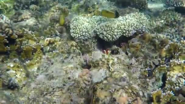 Красивый коралловый риф с рыбой в медленном движении — стоковое видео