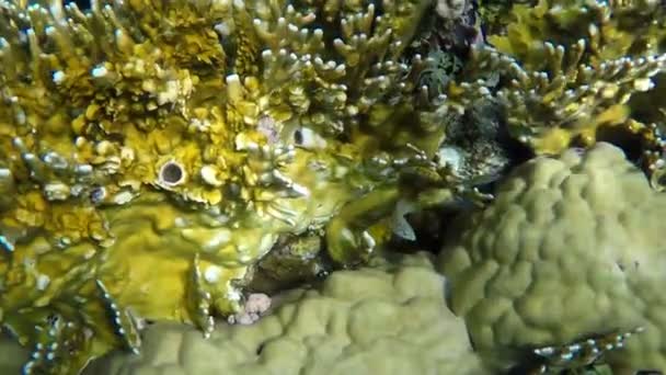 Beau corail jaune avec des poissons Wrasse Klunzinger au ralenti — Video