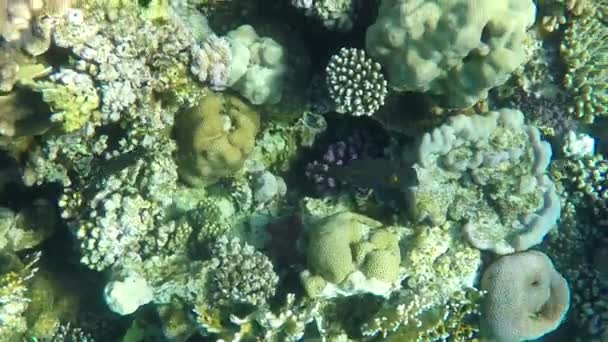 Petits poissons noirs sur le récif corallien coloré au ralenti — Video