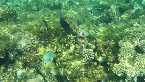 Όμορφο ψάρι σε έναν κοραλλιογενή ύφαλο στην Ερυθρά θάλασσα σε αργή κίνηση — Αρχείο Βίντεο