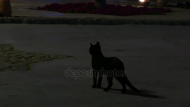 Gato negro camina por una calle, buscando rezar con cautela por la noche en otoño — Vídeo de stock