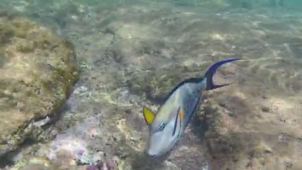 Impressive Black And White Fish With Stripes And Yellow Spots Is Swimming Over The Reef