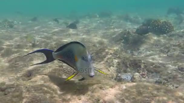 Большая черно-белая рыба с полосками и желтыми пятнами плавает над рифом — стоковое видео