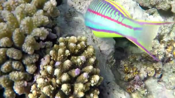 Grandes peces exóticos nadan sobre los corales que cubren el arrecife en el Mar Rojo . — Vídeo de stock