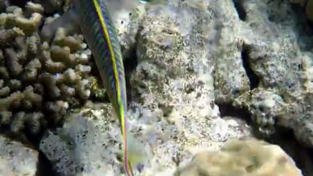 Peixes exóticos coloridos nadam sobre os corais que cobrem o recife no Mar Vermelho . — Vídeo de Stock