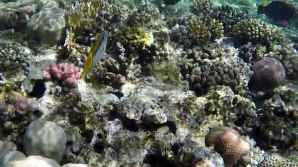 Schön gefärbte Fische schwimmen in Zeitlupe über Korallen — Stockvideo