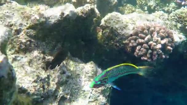 Полосатая рыба плывет над коралловым рифом в медленном движении — стоковое видео