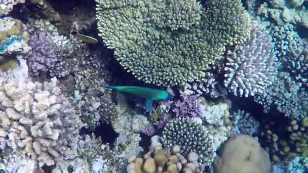 Der Papageienfisch schwebt in Zeitlupe über den schönen lebenden Korallen, rotes Meer — Stockvideo