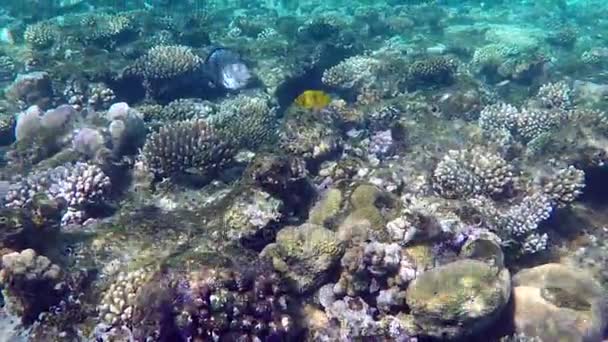 Randig fisk (Sohal kirurgfisk) flötena över ett korallrev och hudar i ravinen i Slow Motion — Stockvideo