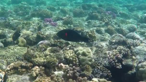 Hermosa sombra oscura peces nadan sobre el coral en cámara lenta — Vídeo de stock