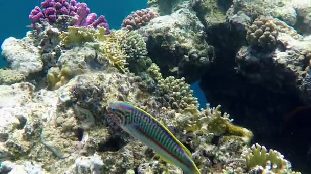 Полосатая рыба плавает над коралловым рифом на фоне голубой воды медленным движением — стоковое видео
