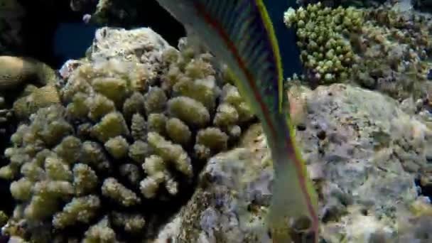 Ein schöner gestreifter Fisch schwimmt in Zeitlupe über das Korallenriff vor dem Hintergrund eines blauen Abgrunds — Stockvideo