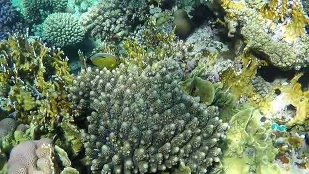 Koraalrif met Butterflyfish close-up. — Stockvideo