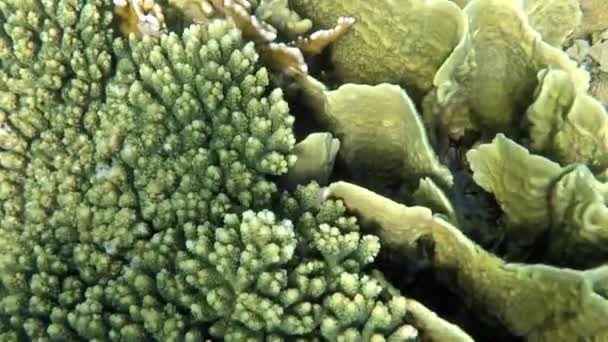 Nahaufnahme des wunderschönen Korallenriffs mit dem grellen Sonnenlicht. — Stockvideo