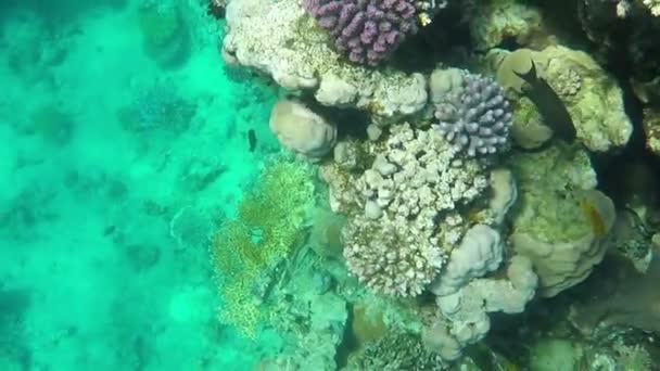 아름 다운 산호초의 상위 뷰. — 비디오