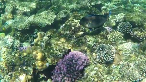 Beautiful Sohal Surgeonfish Floating Under Water in Slow Motion. — Stock Video