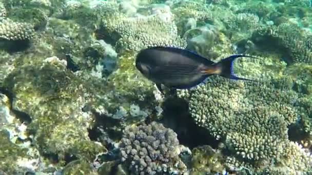 Nahaufnahme eines schönen Doktorfisches, der in Zeitlupe unter Wasser schwimmt. — Stockvideo