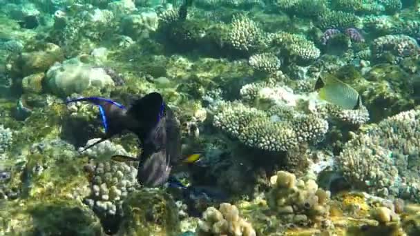 Close-up Tiro de belo Sohal Surgeonfish flutuando sob a água em câmera lenta . — Vídeo de Stock