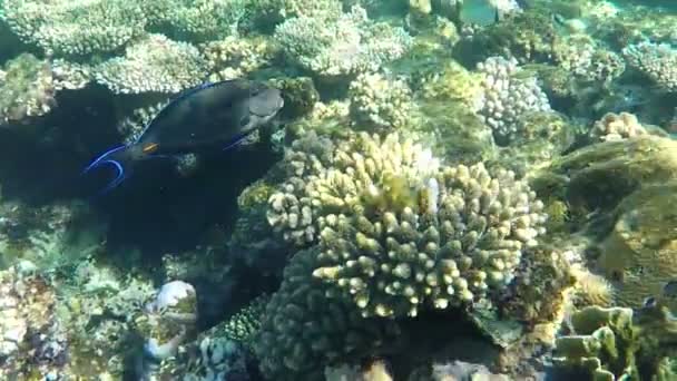 Schöne Doktorfische, die in Zeitlupe unter Wasser treiben. — Stockvideo