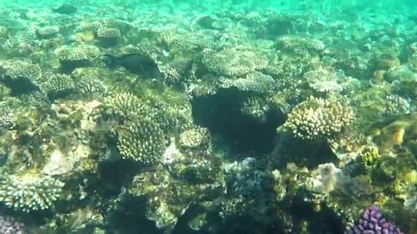Mooie Sohal Surgeonfish drijvende onder Water. — Stockvideo