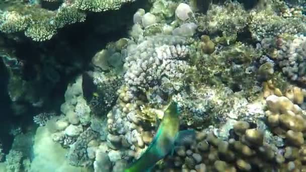 Papouška ryby plovoucí na korálový útes v pomalém pohybu v Rudém moři. — Stock video