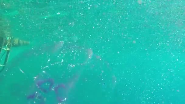 Close-Up modré medúzy plave pod vodou. — Stock video