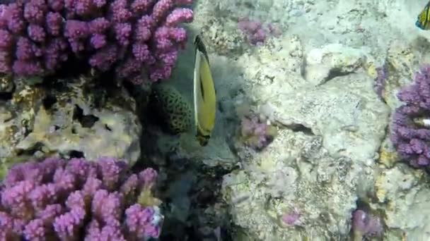 Butterfly vissen drijvende onderwater in de buurt van Coral Reef. — Stockvideo