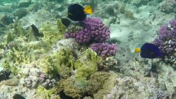 Yellowtail tang Unterwasserwelt schwimmend. — Stockvideo