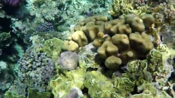 Красивый коралловый риф с кораллами под водой в Красном море . — стоковое видео
