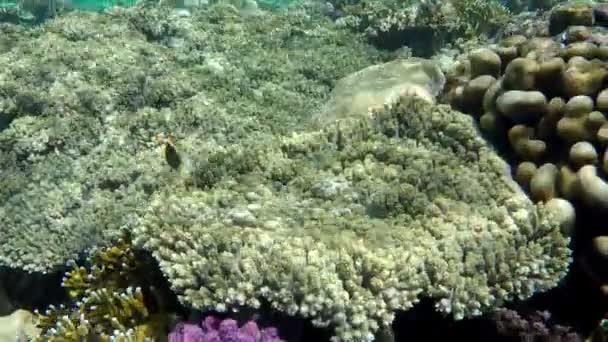Krásný korálový útes s korály pod vodou v Rudém moři. — Stock video