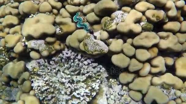 Belo recife de coral com corais subaquáticos no Mar Vermelho . — Vídeo de Stock