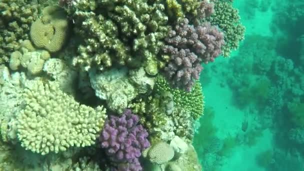 Terumbu karang indah dengan terumbu karang bawah air di Laut Merah . — Stok Video