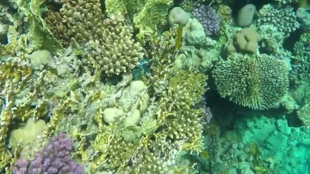 작은 노란 물고기와 산호초의 수 중 촬영. — 비디오