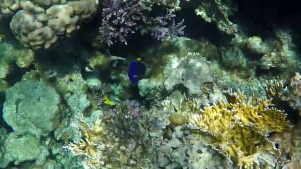 Korálový útes s rybami pod vodou v Rudém moři. — Stock video