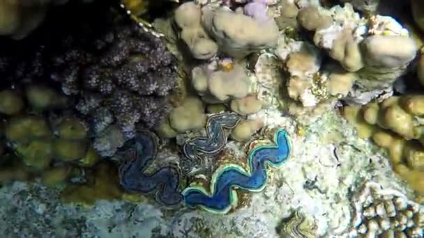 Krásné modré Shell v Rudém moři pod vodou na korálový útes. — Stock video