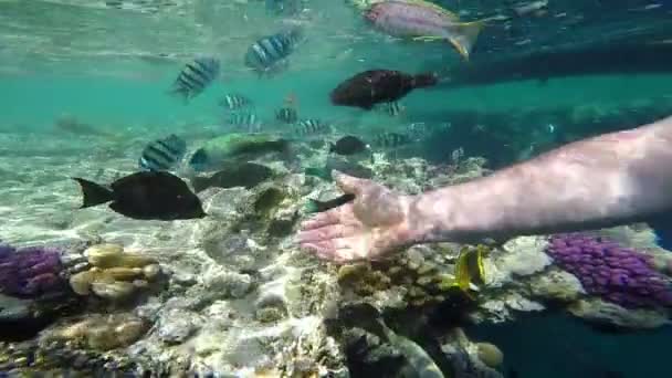 Mano del hombre Trate de tocar los peces bajo el agua en el Mar Rojo en cámara lenta . — Vídeo de stock