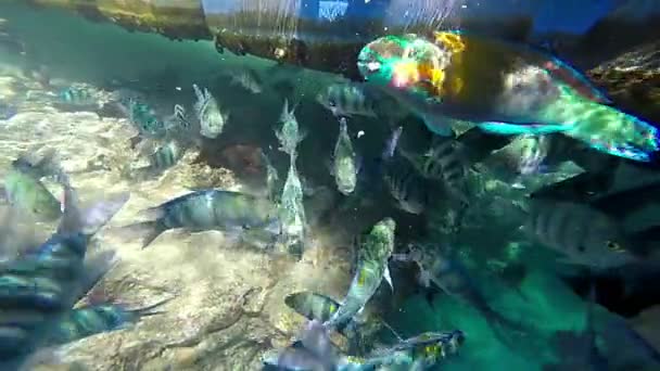 Ευρεία εσωτερικη πλάνα της σίτισης ψαριών υποβρύχια στην Ερυθρά θάλασσα. — Αρχείο Βίντεο