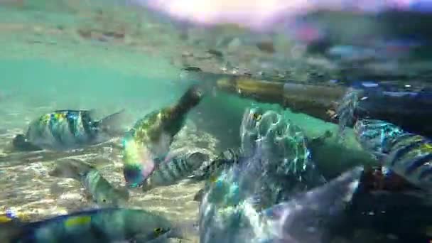 Široká zblízka střílel z krmení ryb pod vodou v Rudém moři. — Stock video