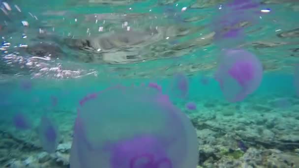 La caméra nage parmi les méduses et sur le corral . — Video