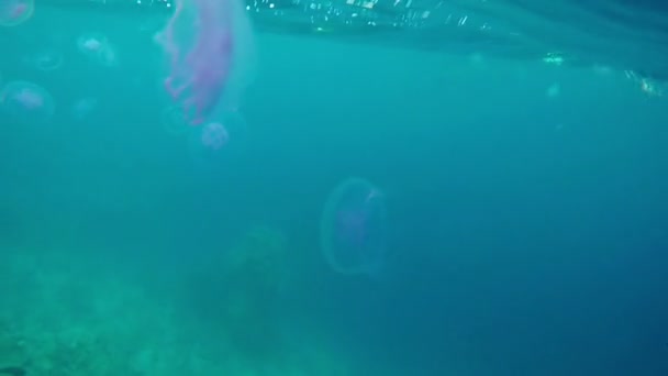 Gros plan Images des méduses dans la mer sous les vagues . — Video