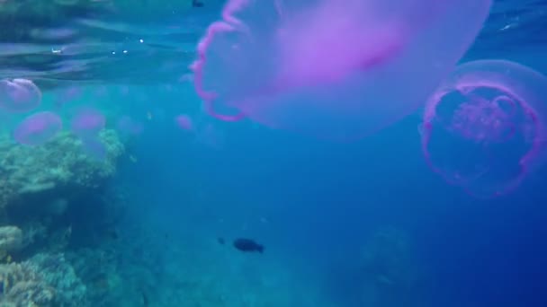 Detailní záběr záběry Jellyfishes v moři pod vlnami. — Stock video