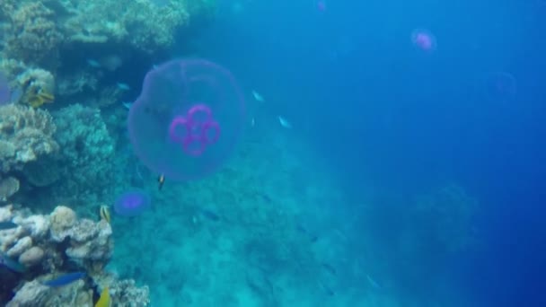 Jellyfish Swimming in a Blue Sea. — Stock Video