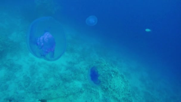 Quallen schwimmen in einem blauen Meer. — Stockvideo