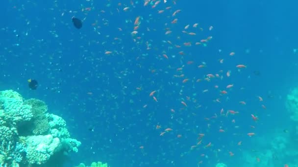 Çok küçük kırmızı balıklar mercan kayalığı gerçek zamanlı üzerinde. — Stok video