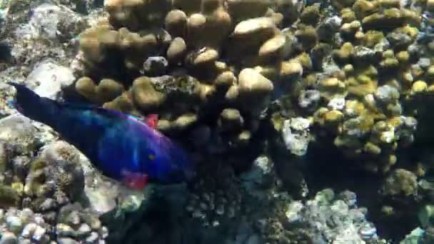 Hermoso pez loro flotando en el arrecife de coral . — Vídeo de stock