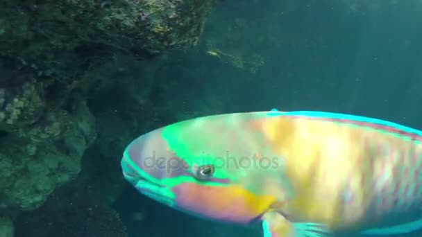 Close up Filmagem do incrível peixe-papagaio flutuando perto do recife de coral  . — Vídeo de Stock