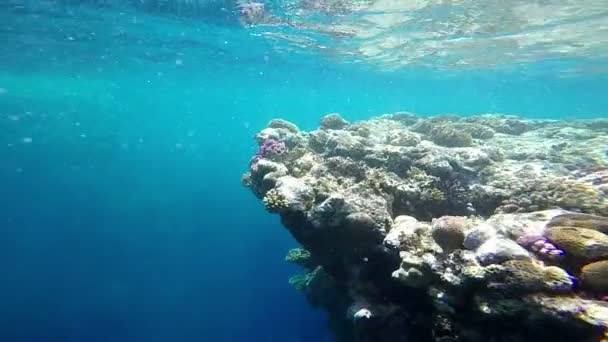 Increíble pared de arrecife de coral bajo el agua en cámara lenta . — Vídeo de stock